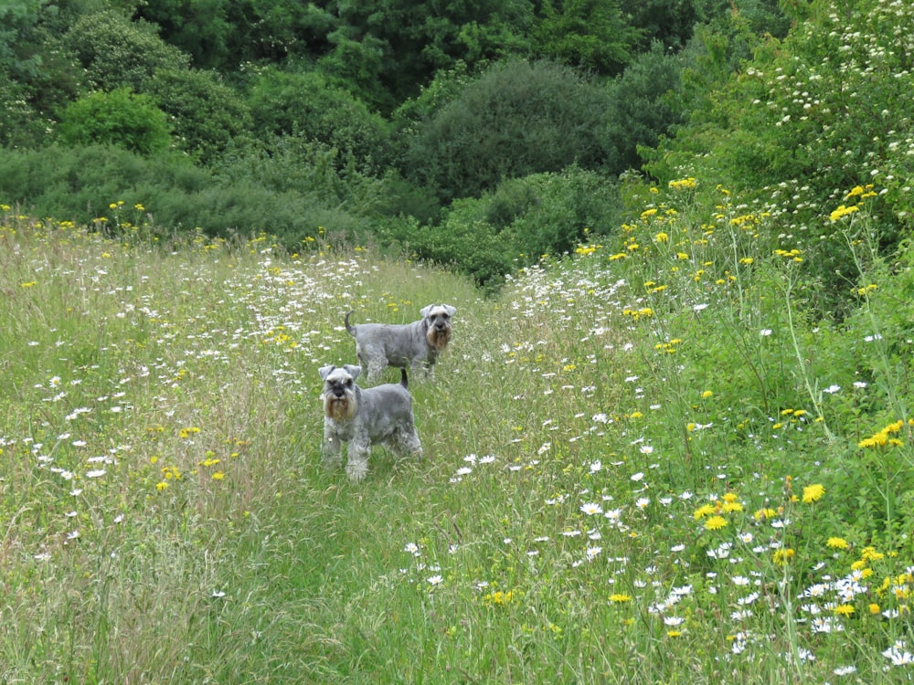 Due cani grigi sul campo