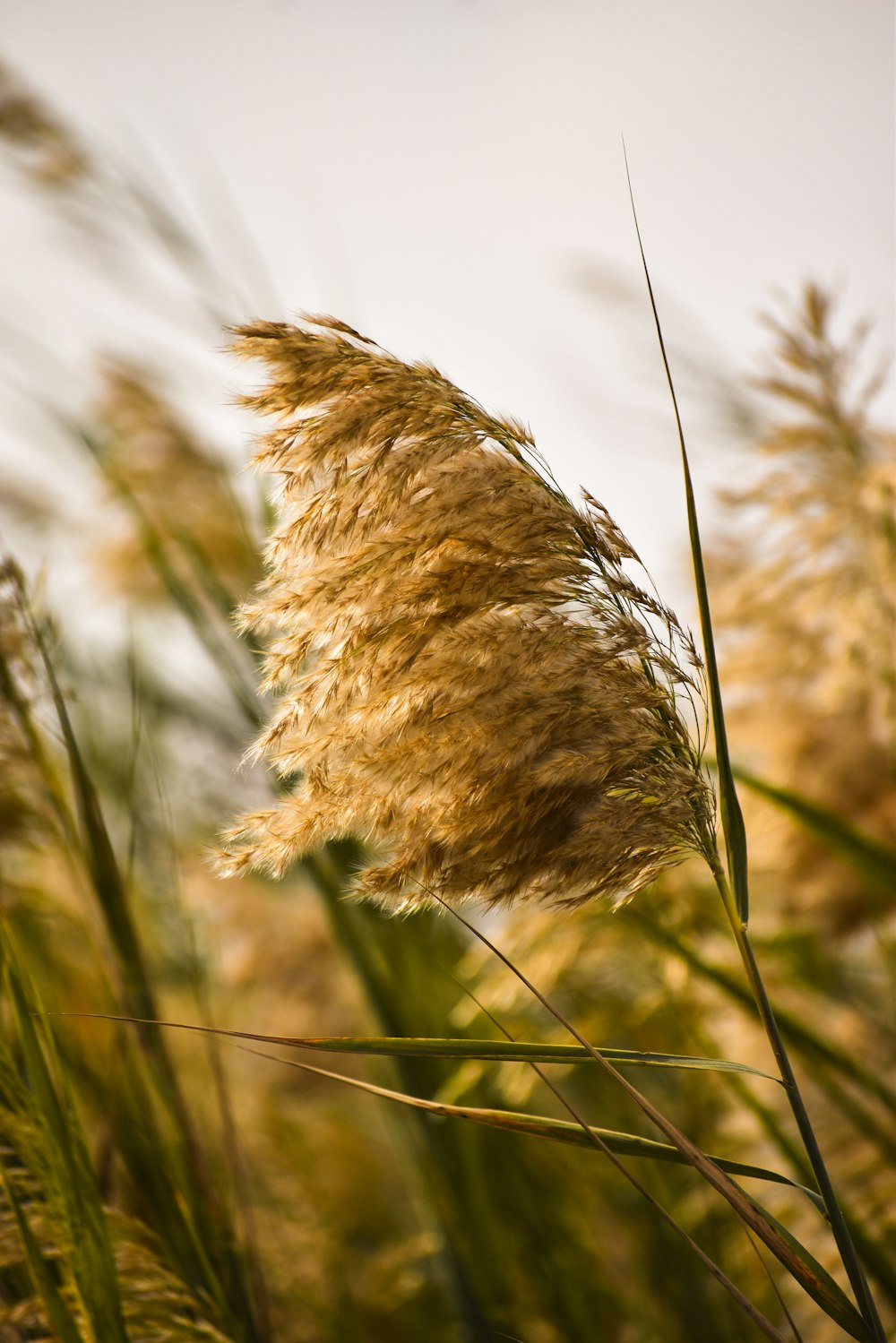 brown grass