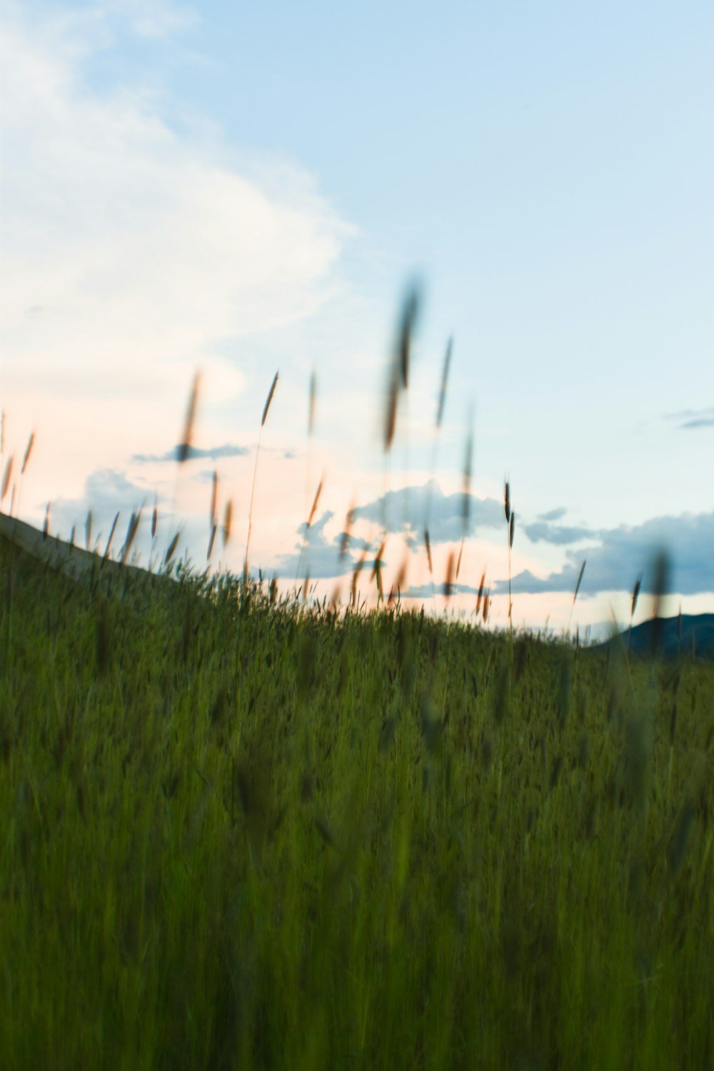 green grass field