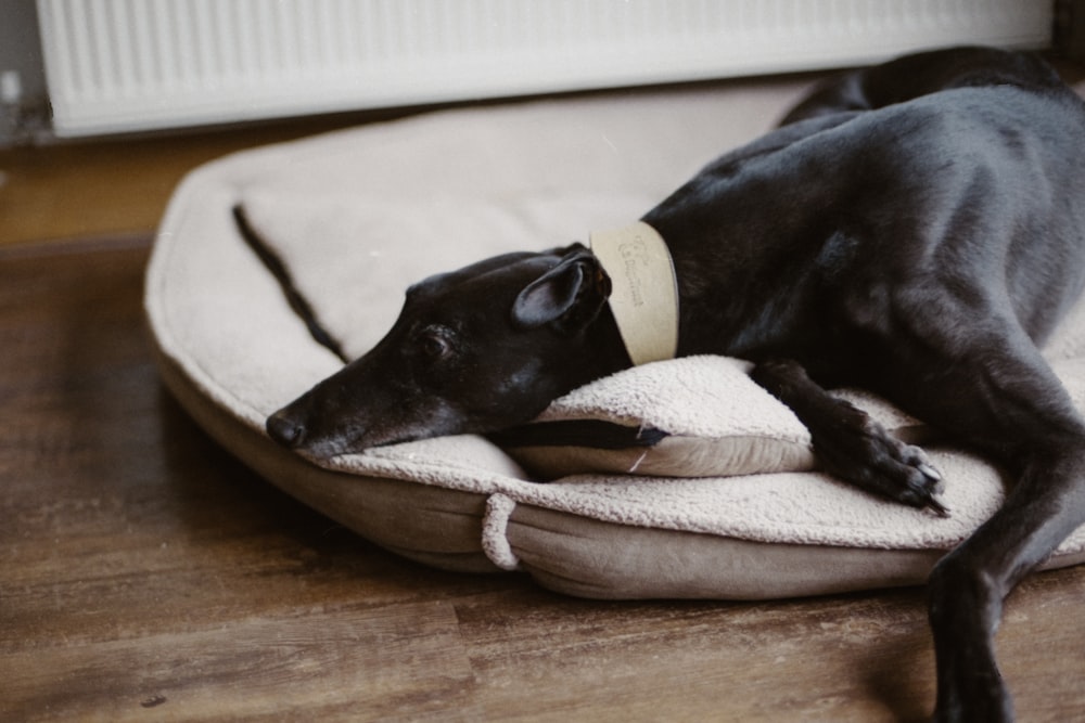 dog lies on pet bed