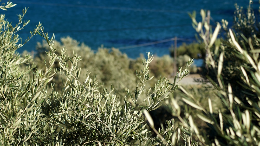 selective focus photography of green-leafed plant