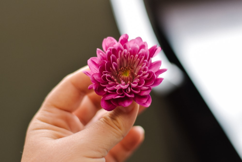 person holding pink petaled flower