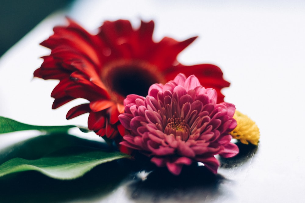 red and pink cluster flowers