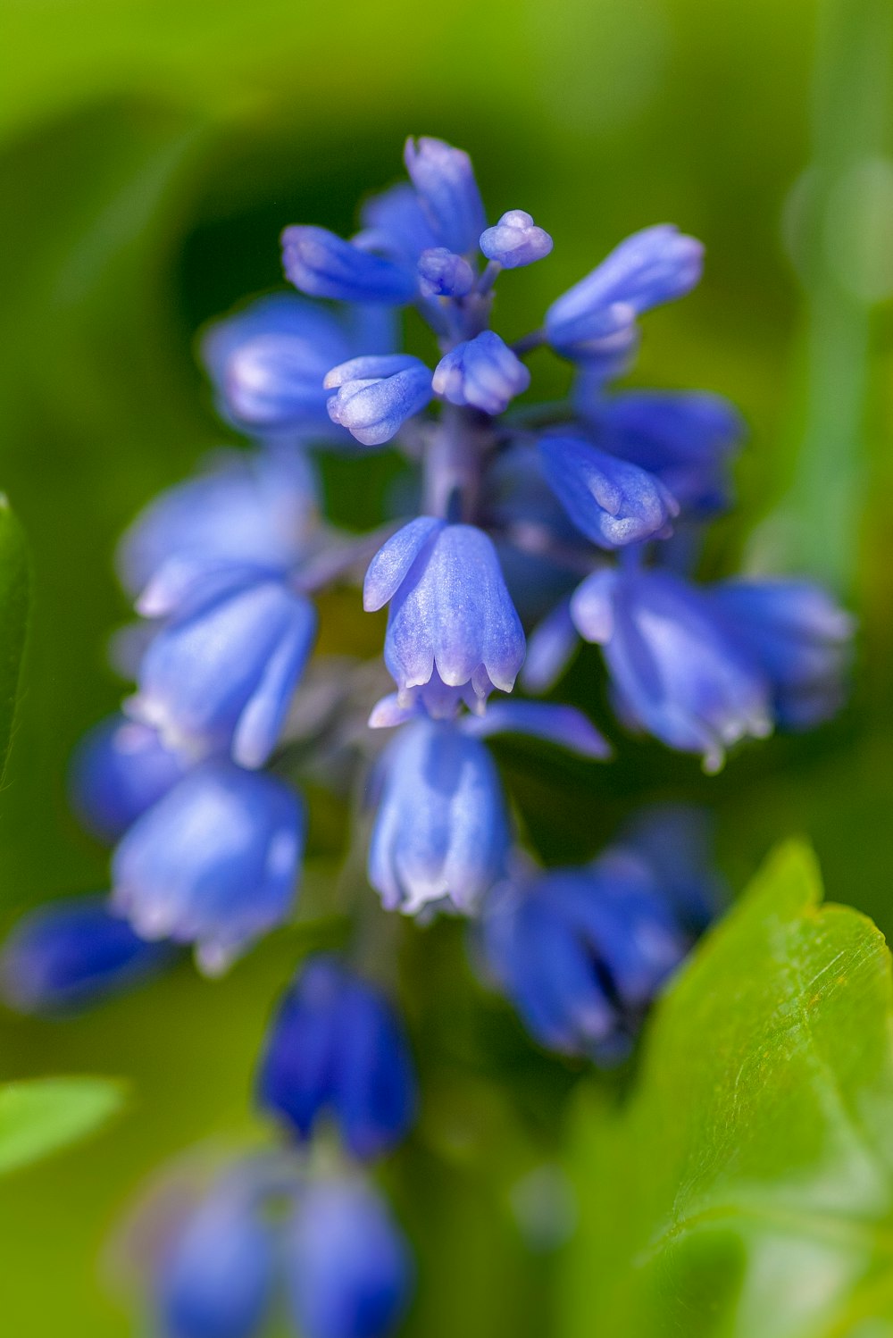 blue-petaled flower