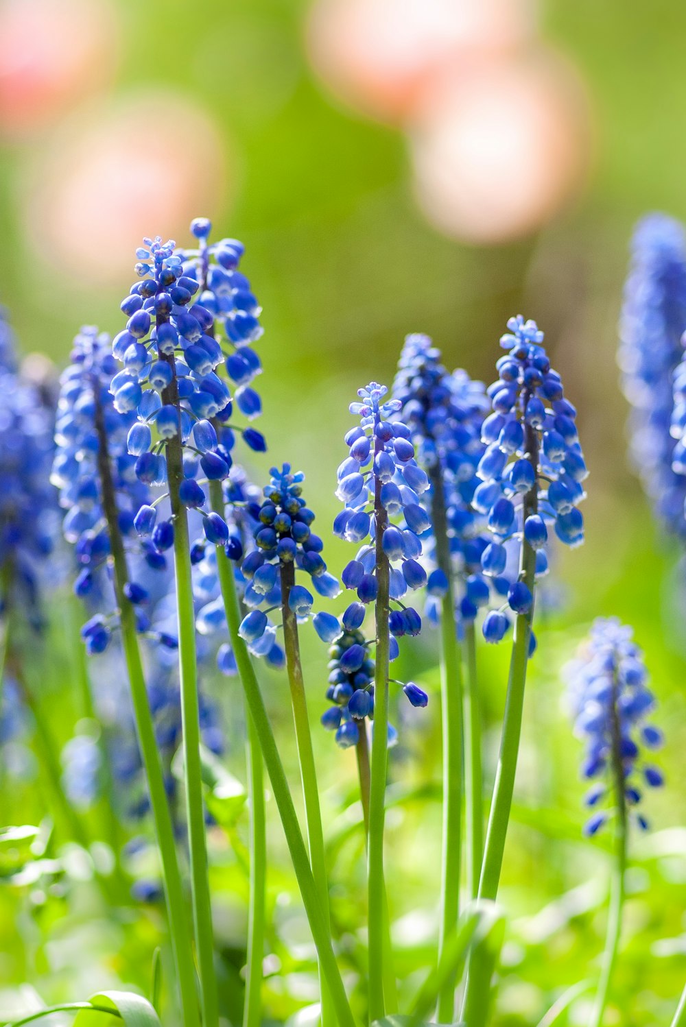 flores roxas em flor