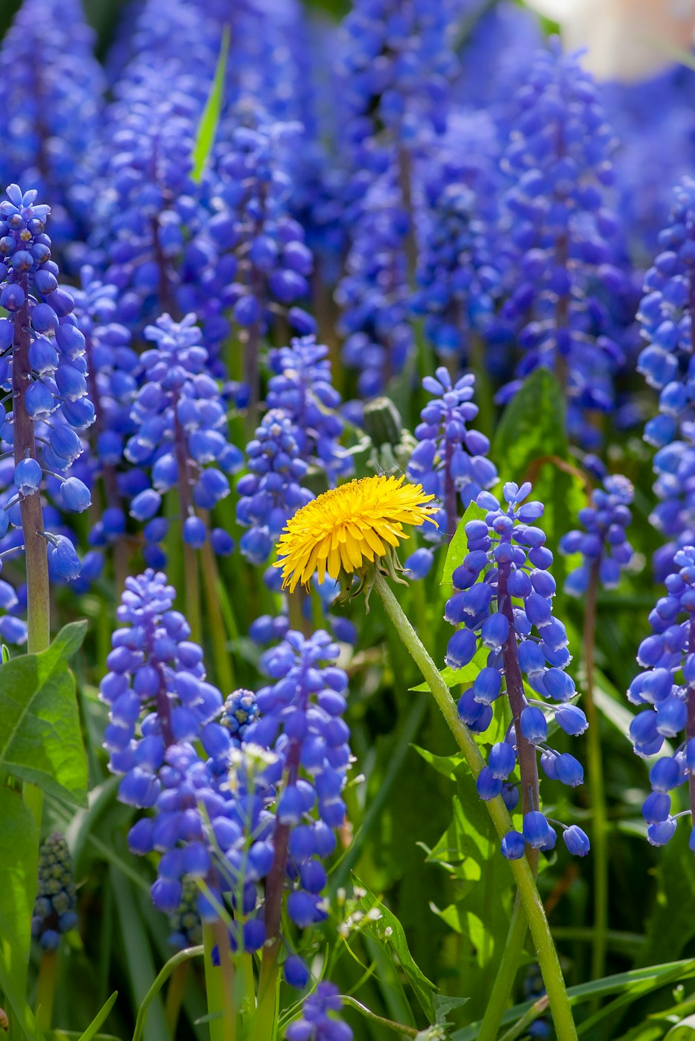 yellow flowers besides blue flowers photo