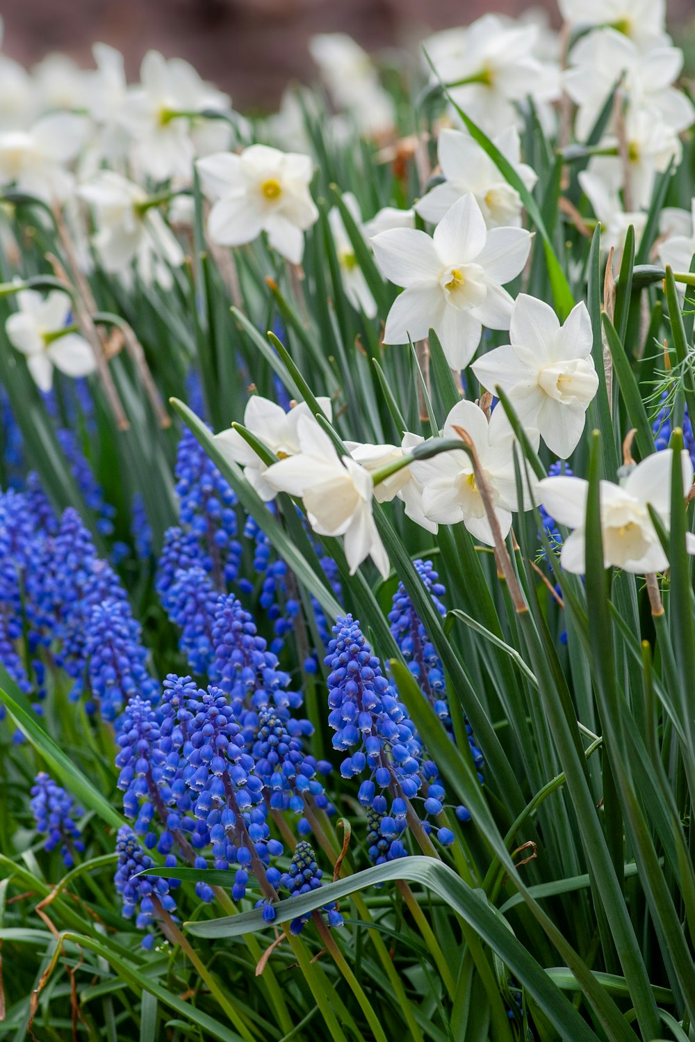 Selektive Fokusfotografie einer weißblättrigen Blume