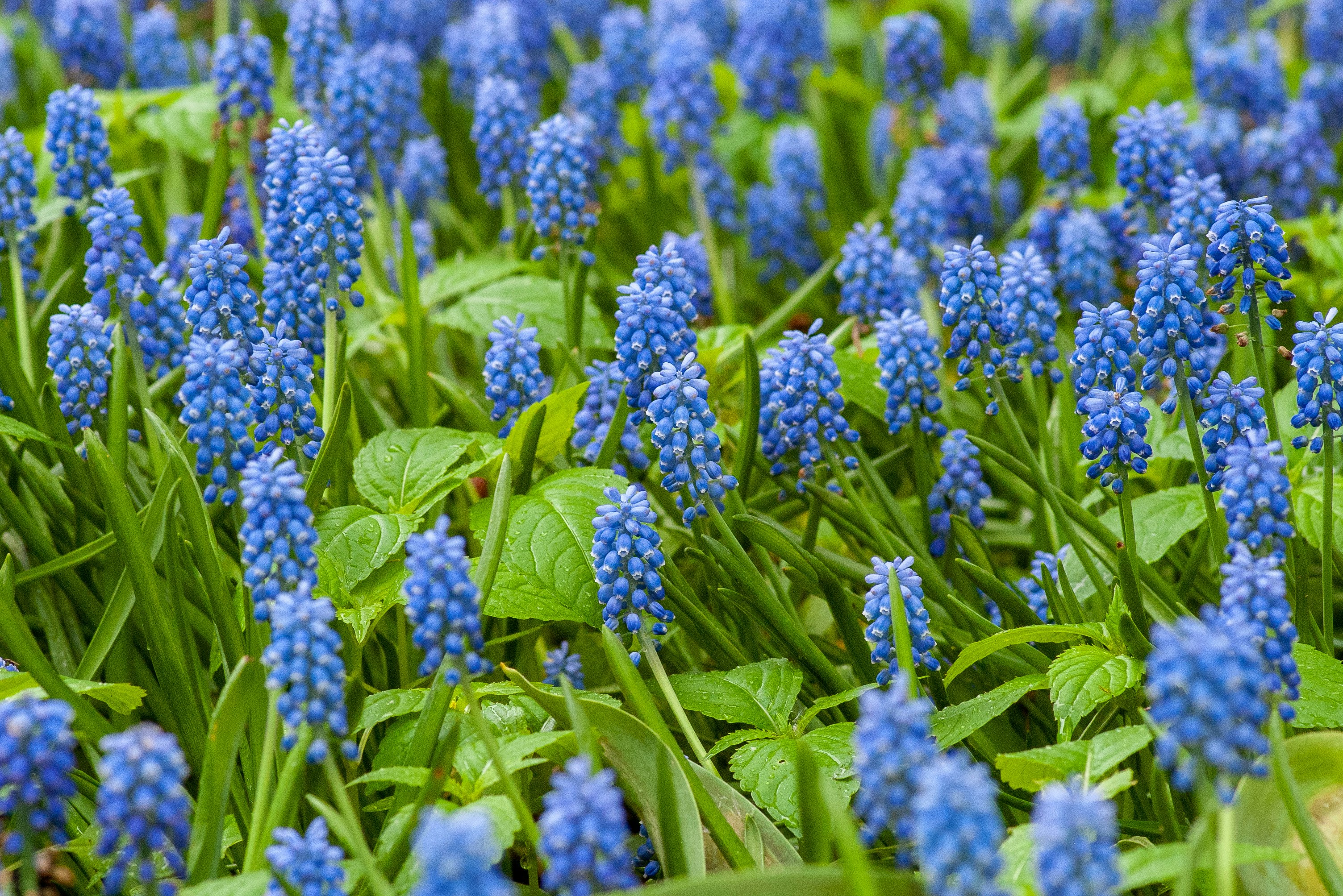 blue-petaled flower