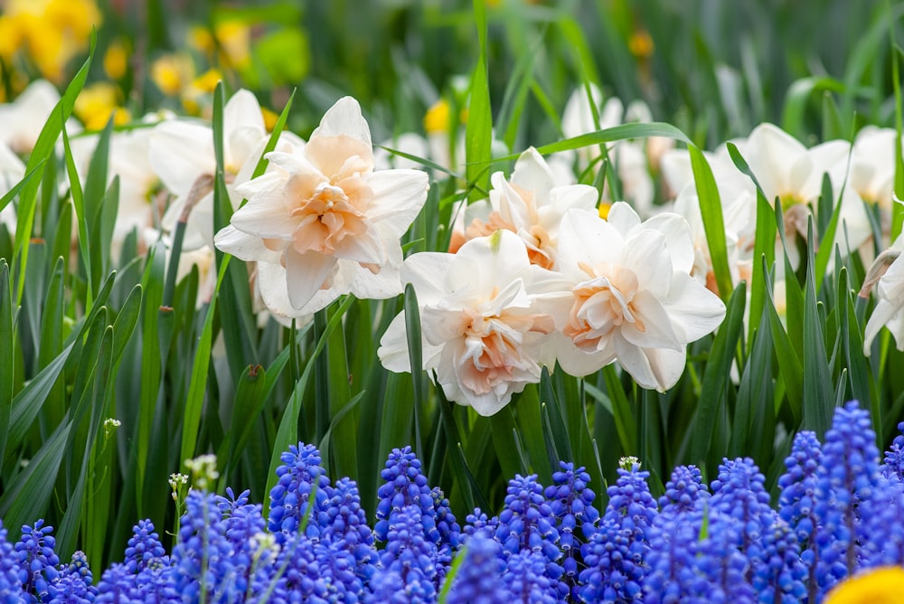 shallow focus photo of white flowers