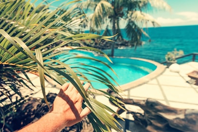 person holding green palm tree