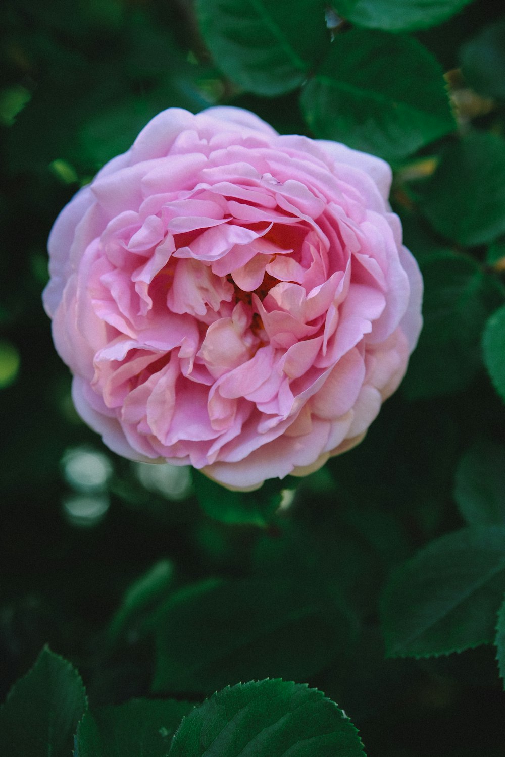 pink-petaled flower