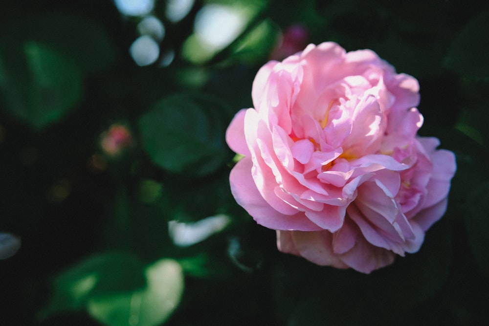 pink rose flower