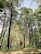 Happy couple exploring a lush green forest trail on a sunny day