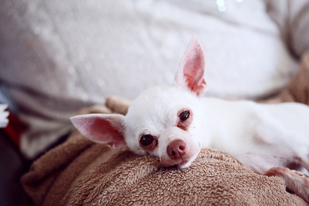 chiot blanc à poil court sur une surface brune