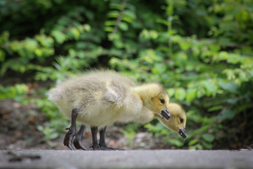 shallow focus photography of two yellow ducklings