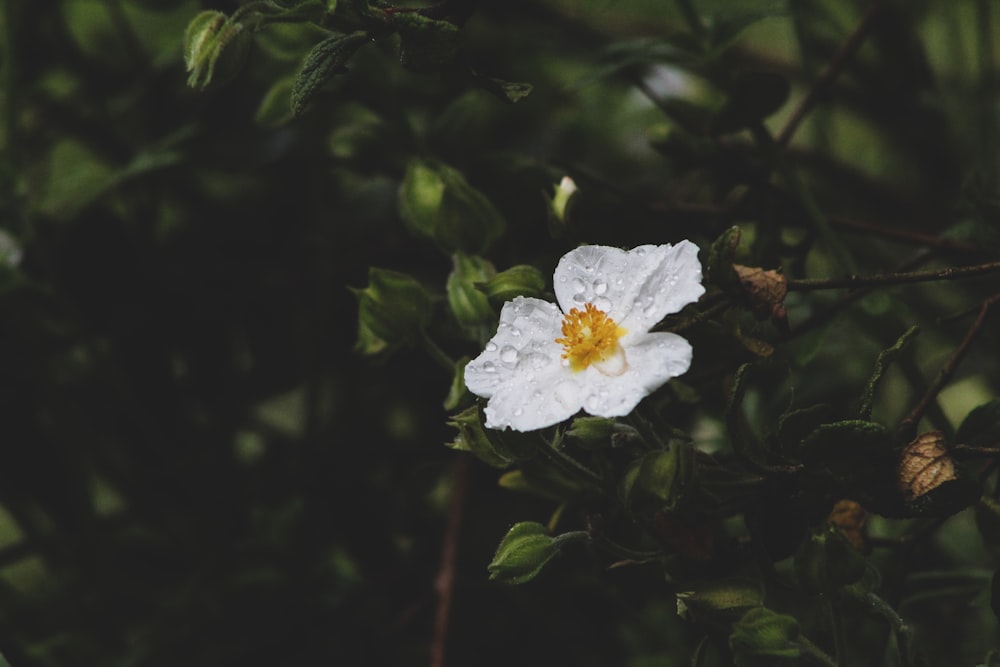 Foto mit flachem Fokus einer weißen Blume