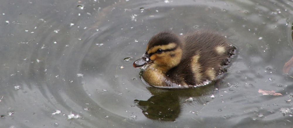 brown duck on body of water during daytime