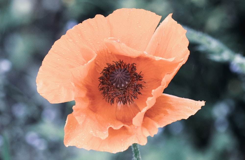 orange-petaled flower