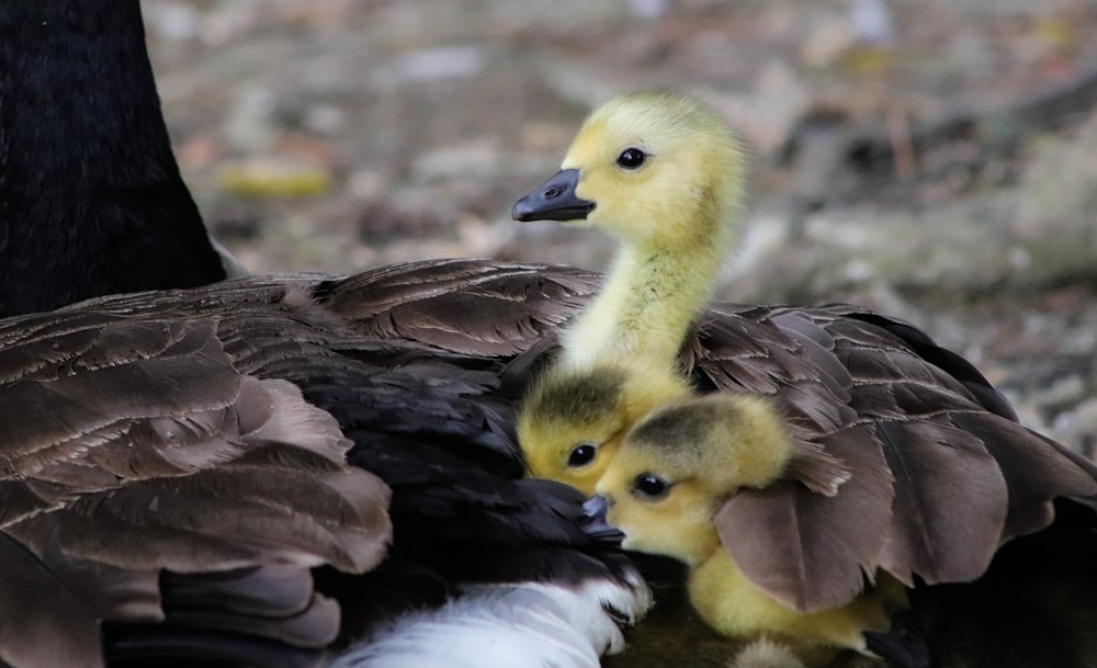 yellow ducklings during daytime