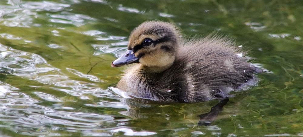 grey duckling on body of water
