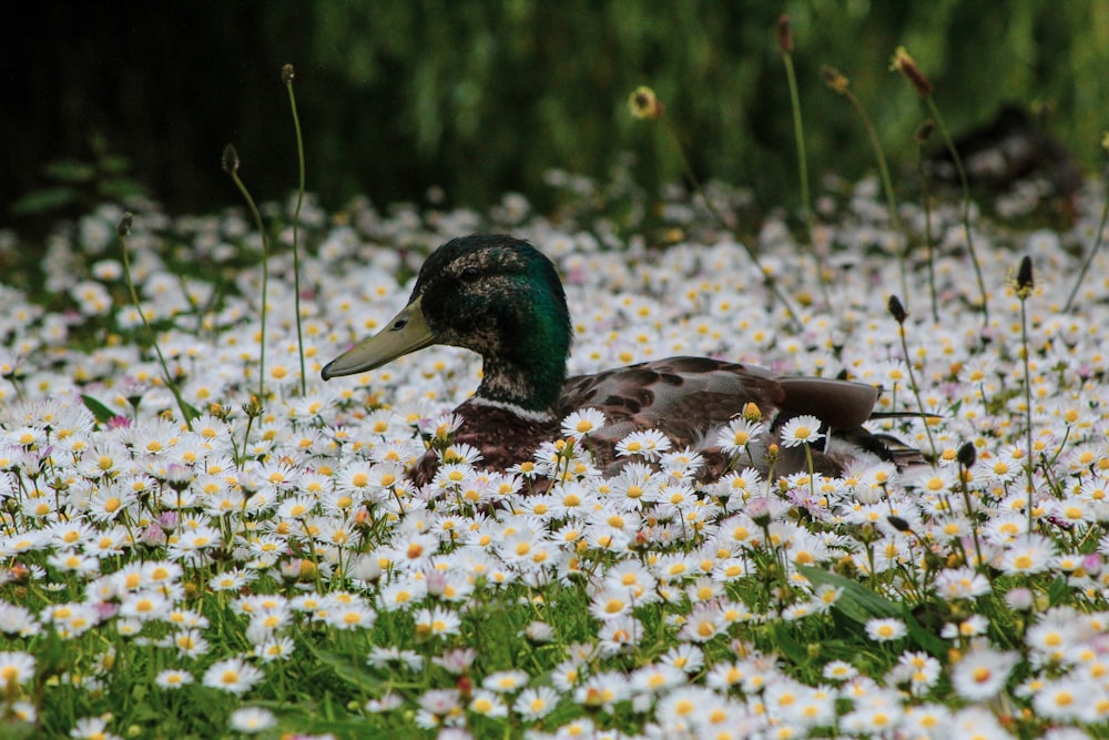 Pato Mallard preto e verde