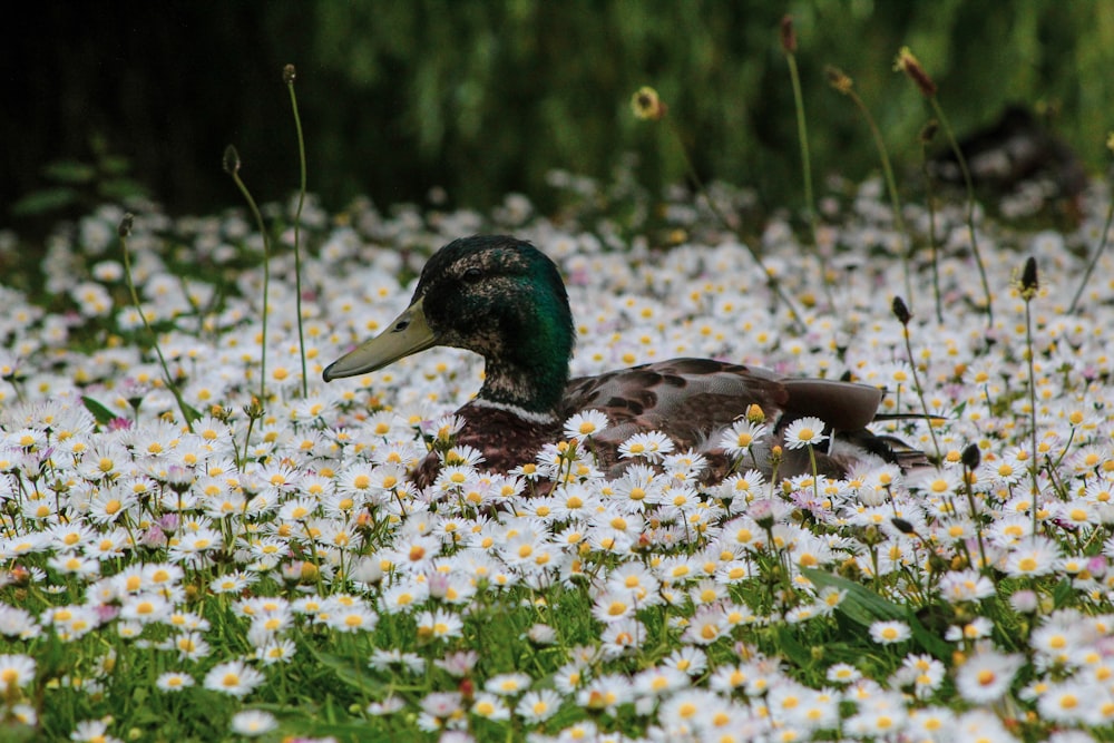 black and green mallard duck