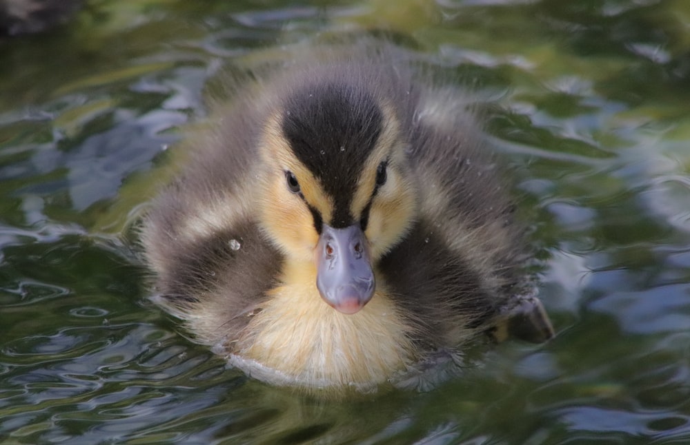 beige and gray duck on body of water