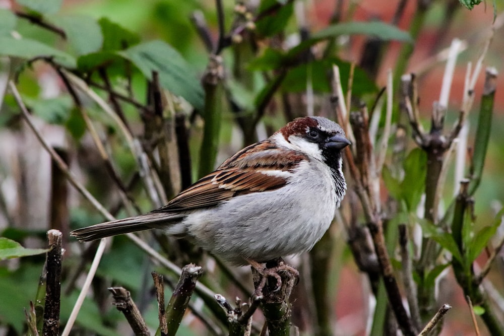 brown and grey bird on plant stem