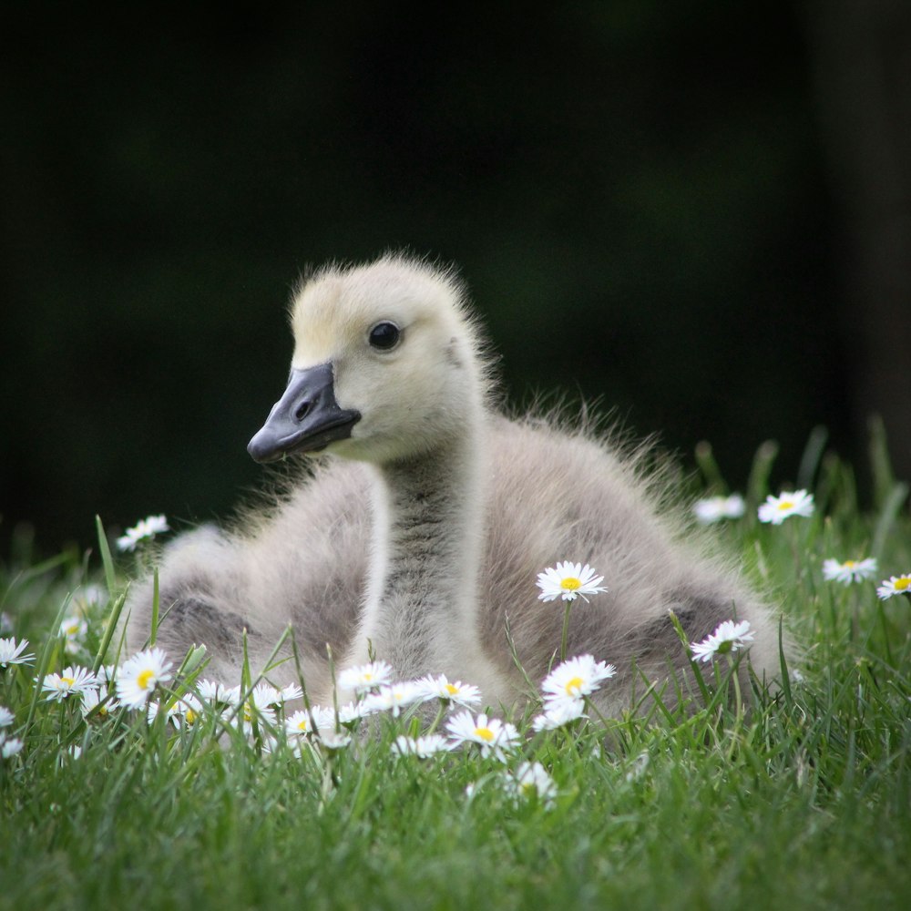 gray duckling lying on grass