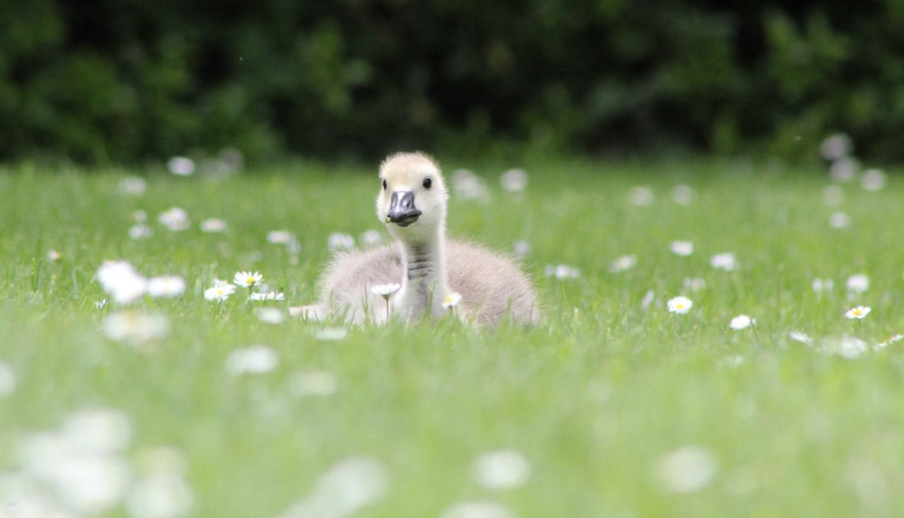 yellow duckling on green grass