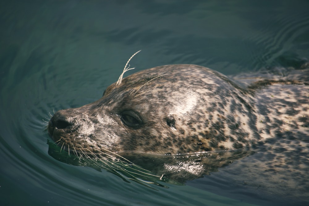 brown harbor seal swimming