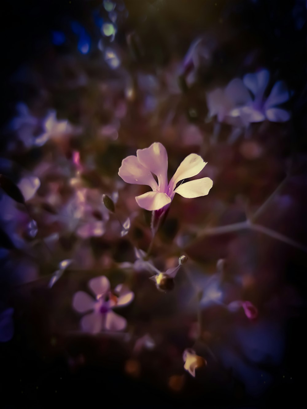 shallow focus photo of white flower