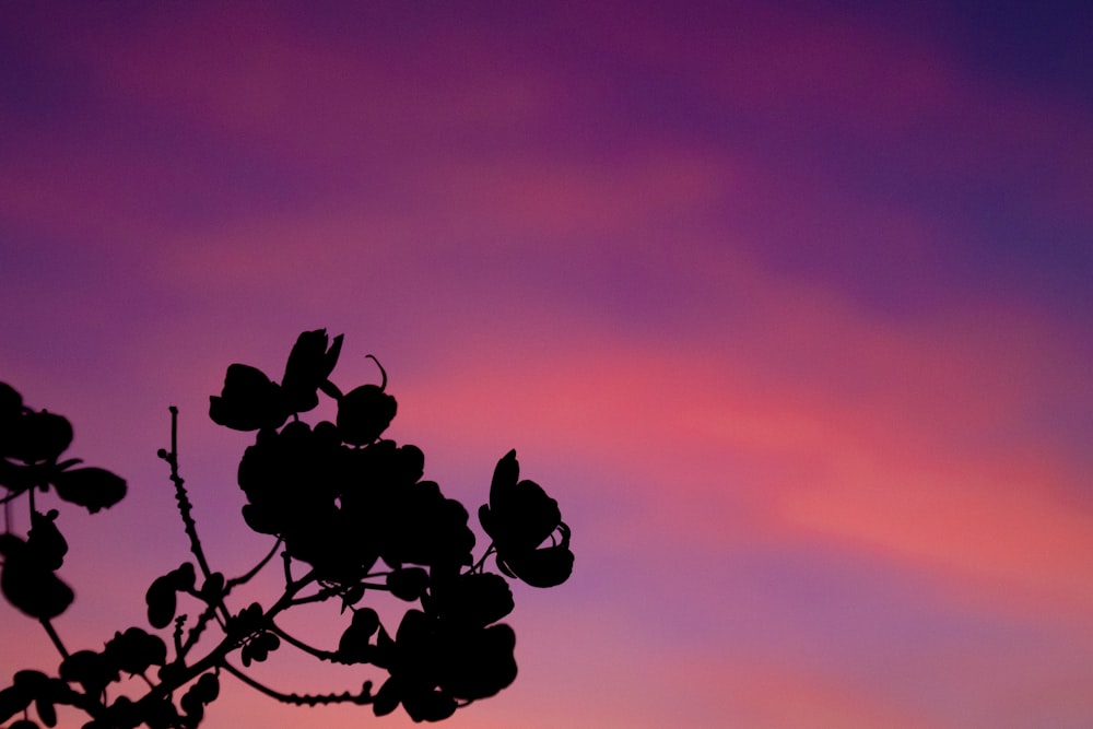 silhouette photo of leaf during golden hour