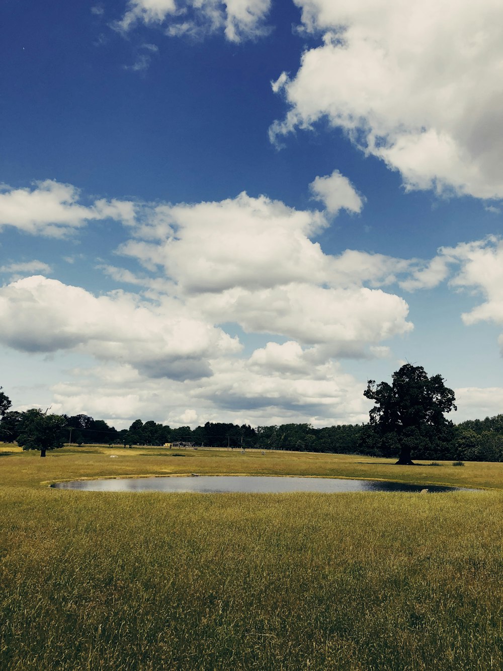 green grass field