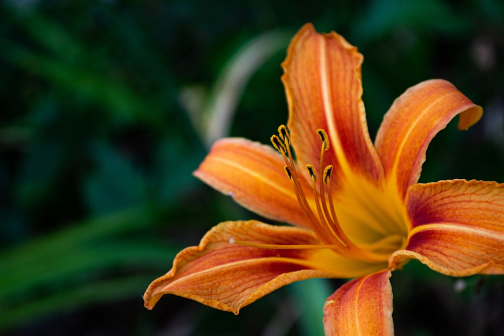 brown-petaled flower