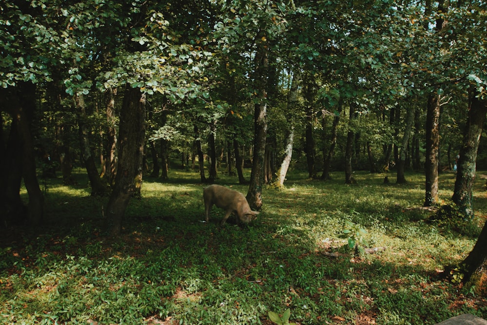 white pig under tree