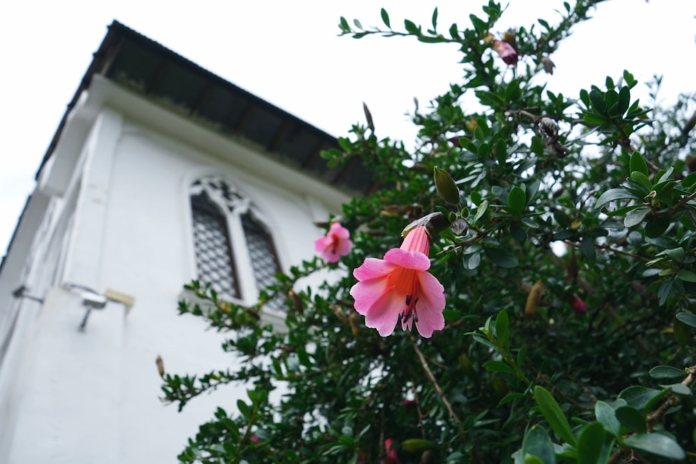 pink flowers