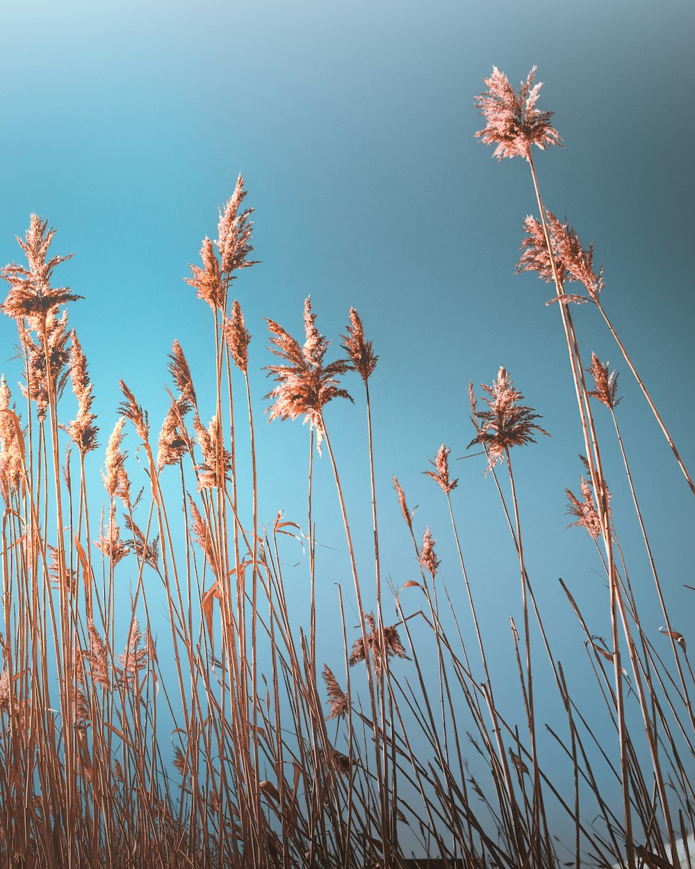 brown grass