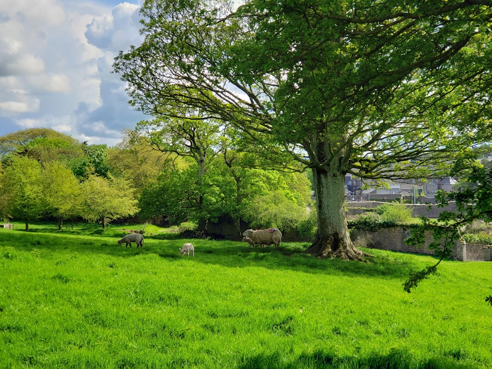 green-leafed tree