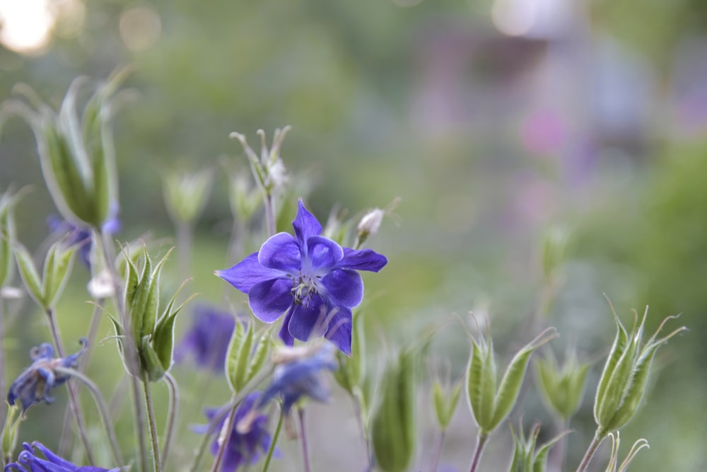 selective focus photo of purple-petaled flower