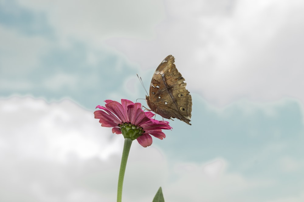 brown butterfly perching on pink cluster flower