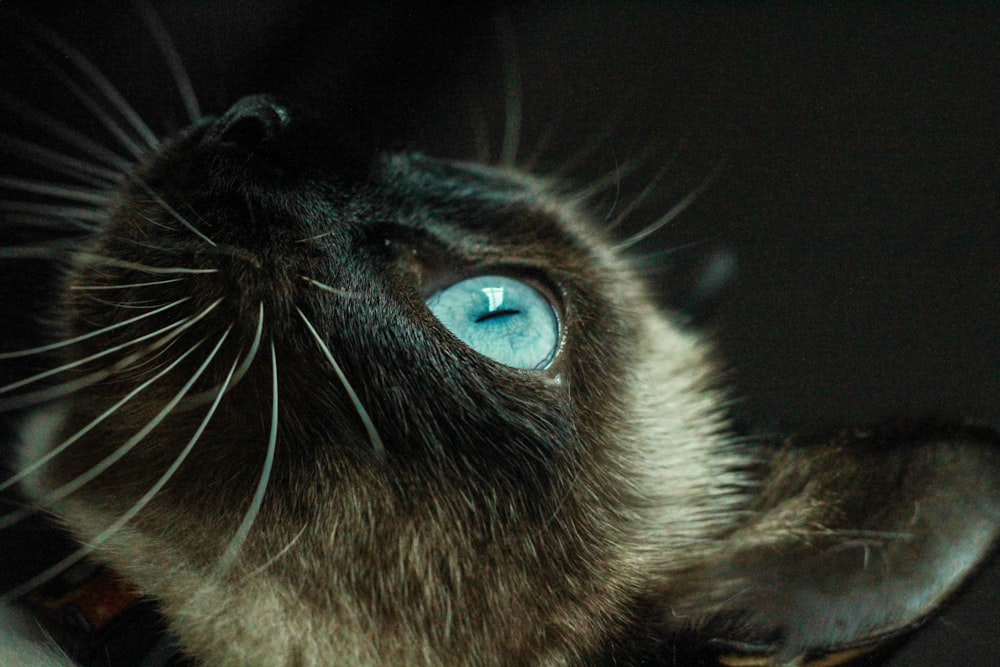 a close up of a cat with blue eyes