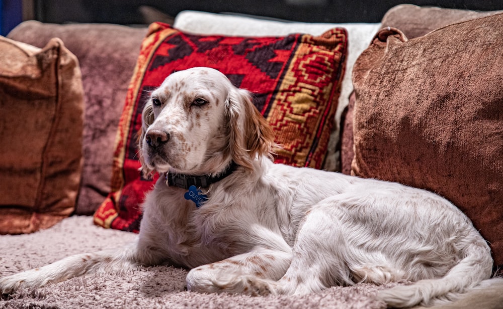 red English belton lying on sofa