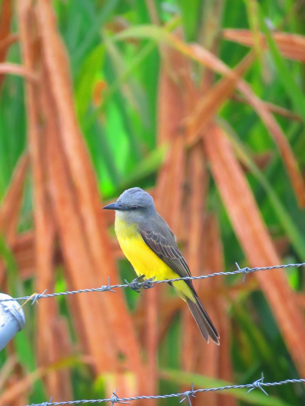 black and yellow bird on barbed wire