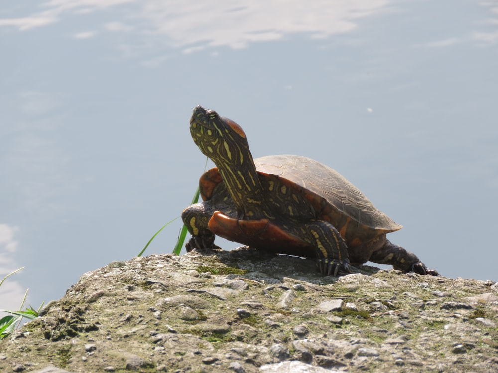shallow focus photo of brown turtle