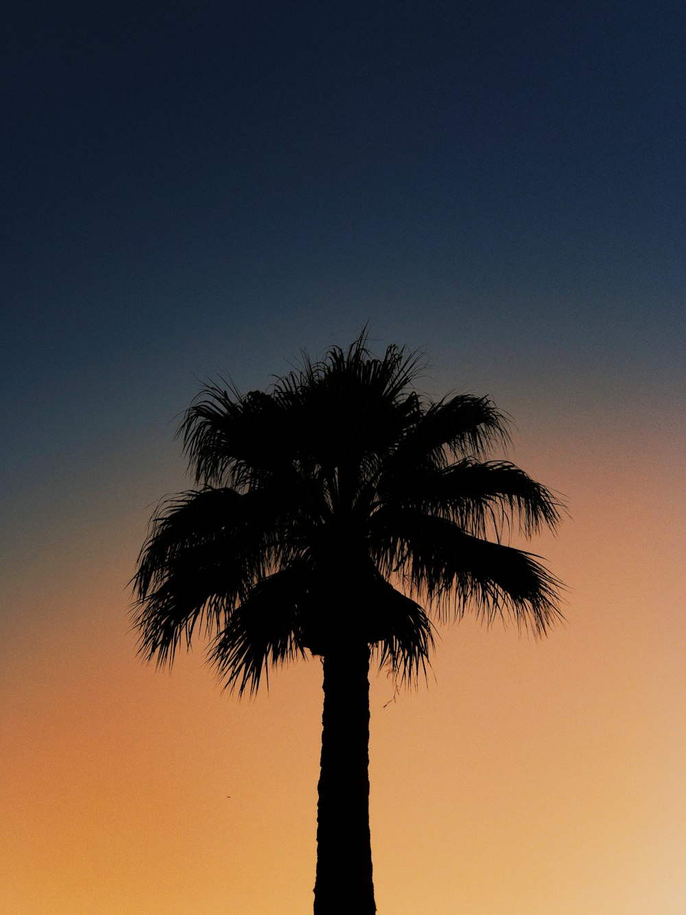 silhouette of date tree