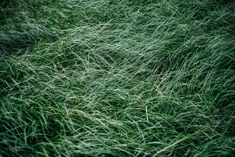 green grass