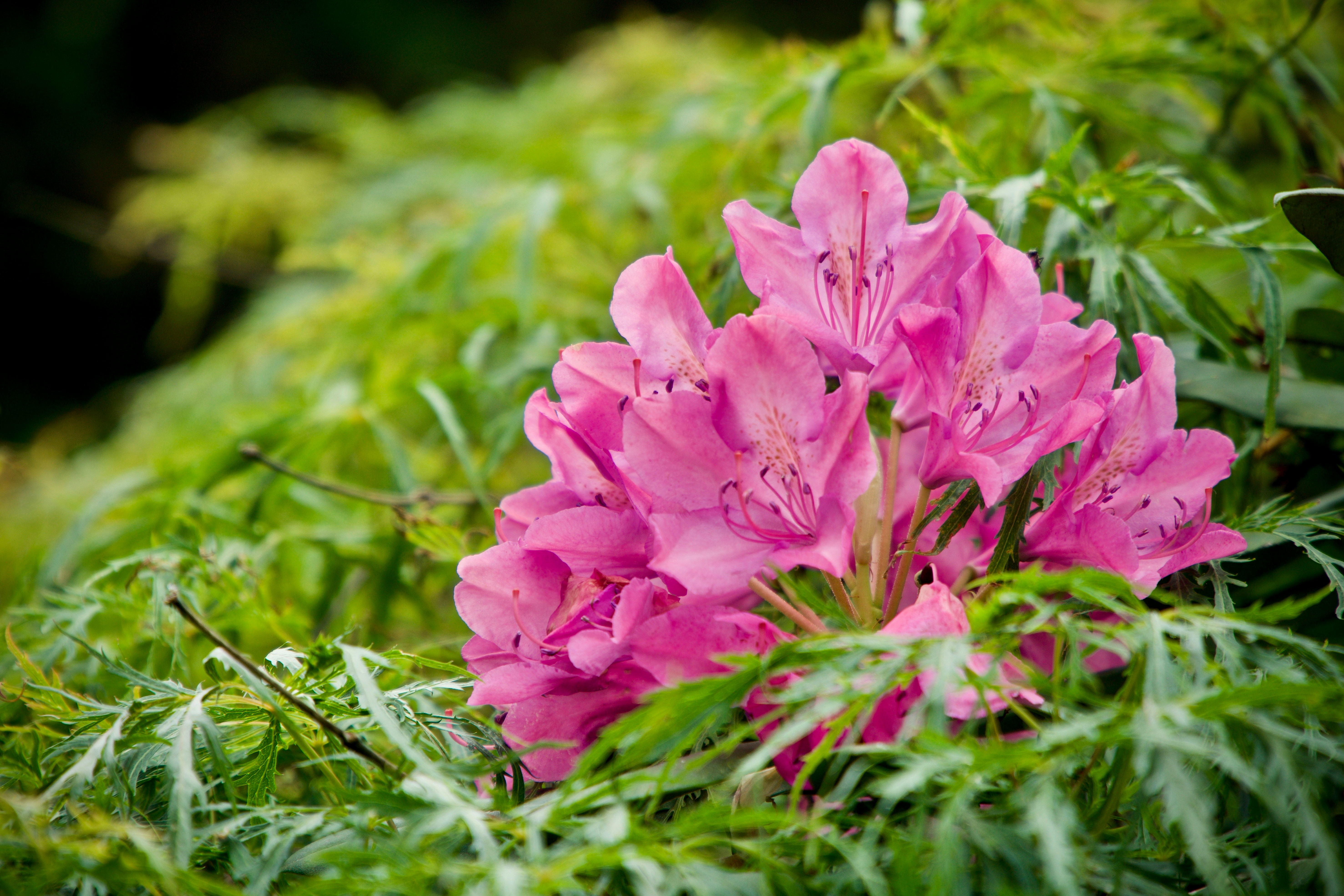 Aceite de Semilla de Cañamo