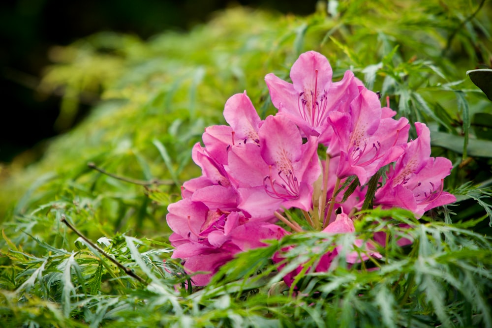 pink-petaled flower