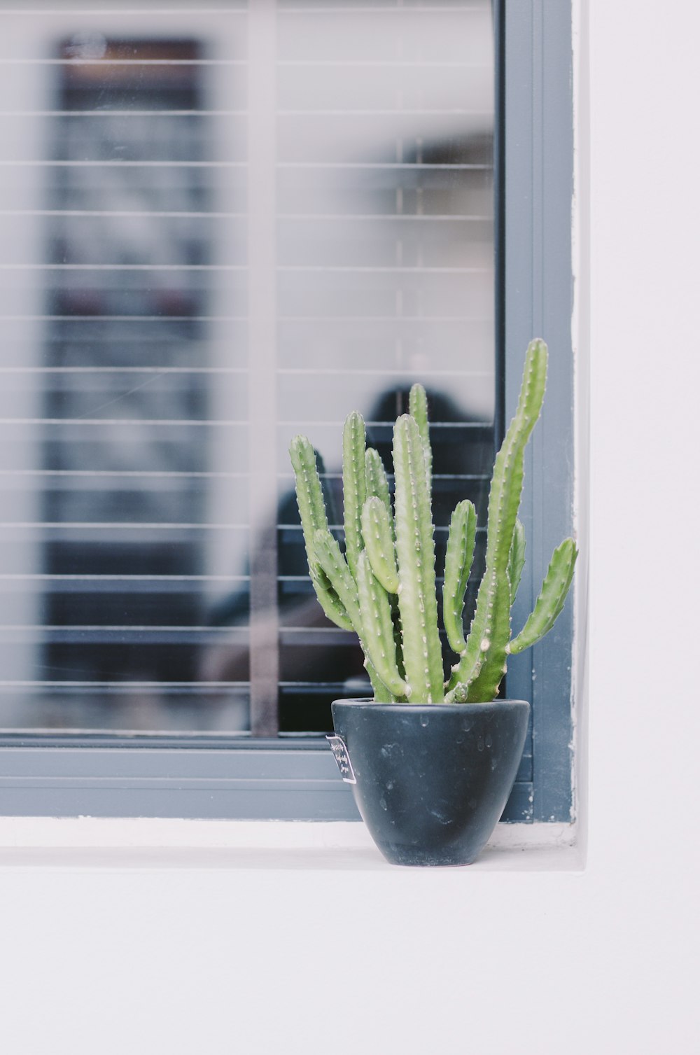 cactus in plant beside window